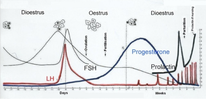 Progesterone Chart For Dogs