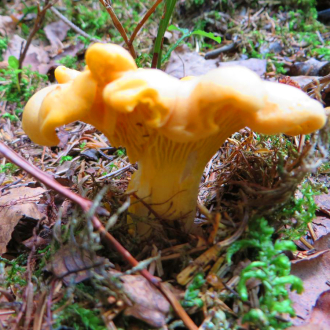 IMG_0824-330x330