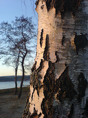 commonbirchbark