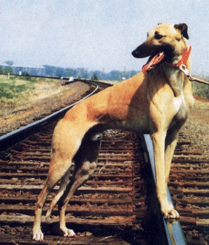 Loading Image
