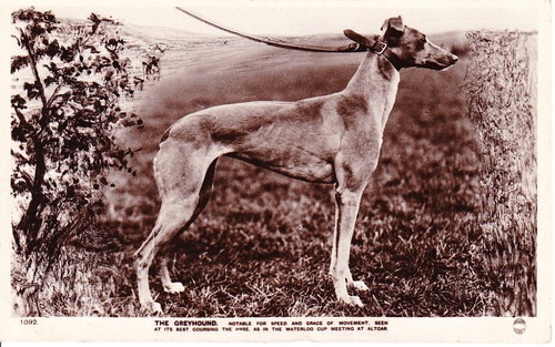 Loading Image